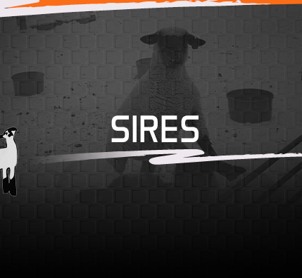 Sires